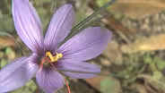 Saffron: A Pennsylvania Treasure