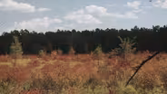 David Scott Kessler: The Pine Barrens