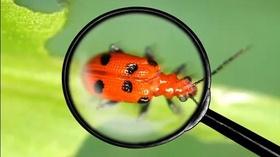 Video thumbnail: Public Media Commons Busy With Bugs: 160 Extremely Interesting Things to Do...
