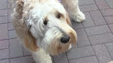 Video thumbnail: Public Media Commons Young Journalists 2014: Dogs - City or Rural Living?