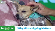 Why Microchipping Matters for Your Pet