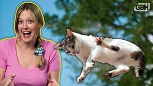 Cats Accidentally Solved a Physics Mystery