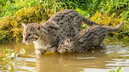 Video thumbnail: Nature Fishing Kittens See Water For the First Time