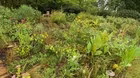 Volunteer Gardener 3403