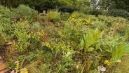 Volunteer Gardener 3403