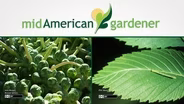 Mid-American Gardener With Dianne Noland - June 11th, 2015