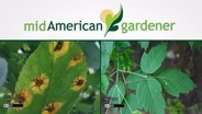 Mid-American Gardener With Dianne Noland - August 20th, 2015