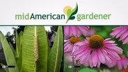 Mid-American Gardener With Dianne Noland - Sept 10th, 2015
