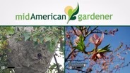 Mid-American Gardener With Shane Cultra - Sept 17th, 2015