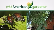 Mid-American Gardener With Dianne Noland - Nov 12th, 2015