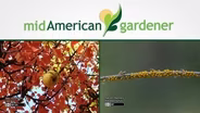 Mid-American Gardener With Dianne Noland - Nov 19th, 2015