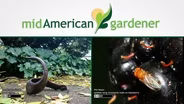 Mid-American Gardener with Dianne Noland - February 4, 2016