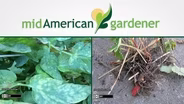 Mid-American Gardener with Dianne Noland - August 4, 2016