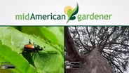 Mid-American Gardener with Dianne Noland - August 11, 2016