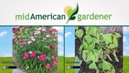 Mid-American Gardener with Dianne Noland - November 03, 2016