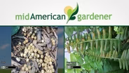 Mid-American Gardener with Jennifer Nelson- November 17 2016
