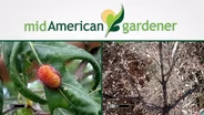 Mid-American Gardener with Dianne Noland December 8, 2016