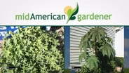 Mid-American Gardener with Dianne Noland December 15, 2016
