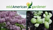 Mid-American Gardener with Dianne Noland January 19, 2017