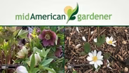 Mid-American Gardener with Dianne Noland April 13, 2017