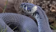 Mexican Burrowing Snake