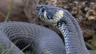 Mexican Burrowing Snake