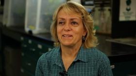 Video thumbnail: MSU Video Mary Hausbeck - University Distinguished Professor
