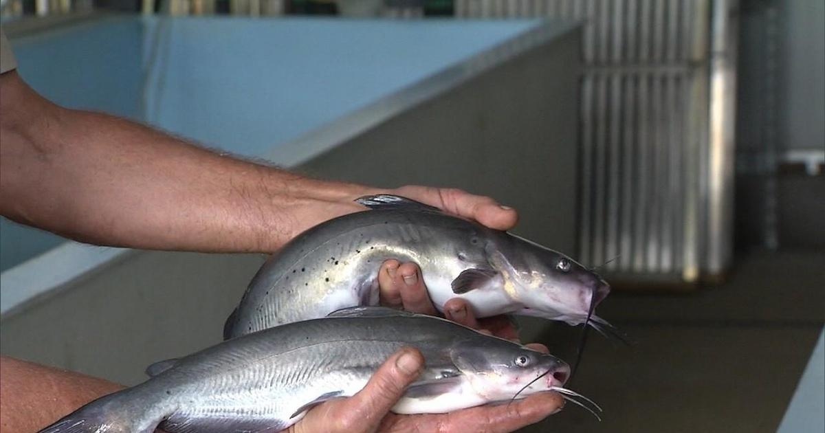 Kentucky Afield A Different Kind of Catfish Season 31 Episode 42