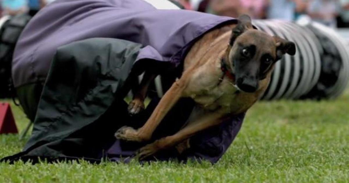 Kentucky Life Agility Dog Trainer; Louisa; Lexington Vintage Dance Season 19 Episode 15 PBS