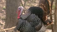 Knife Making and Turkey Hunting