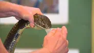 Deer Hunting and Dangerous Reptiles