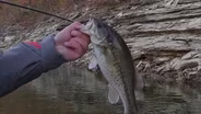 Early Winter Bass and Songbirds