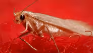 Clothes Moths Got Your Sweater? There's a Wasp for That