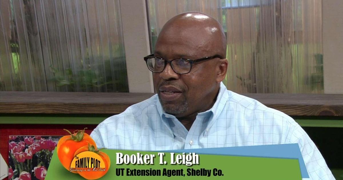 The family plot | warm season vegetables | season 4 | episode 433
