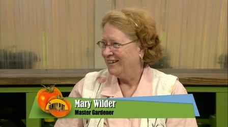Video thumbnail: The Family Plot Planting Vegetable Seeds