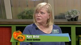 Video thumbnail: The Family Plot Fall Vegetable Gardening