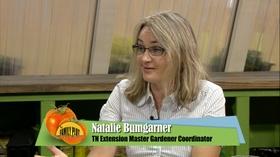 Video thumbnail: The Family Plot Selecting Fall Flowers