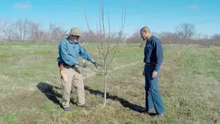 Lettuce & Pruning Apple Trees