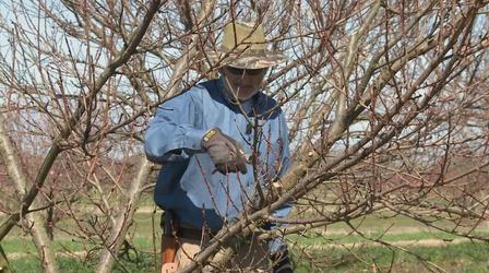 Video thumbnail: The Family Plot Pruning Nectarine Trees & Growing Cabbage