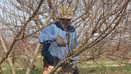 Pruning Nectarine Trees & Growing Cabbage