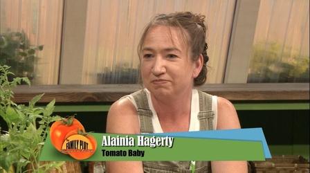 Video thumbnail: The Family Plot Tomatoes, Fungicides, Glyphosate, and More.