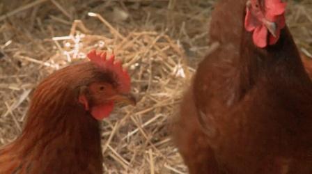 Video thumbnail: The Family Plot Chickens and Planting Fall Flowers