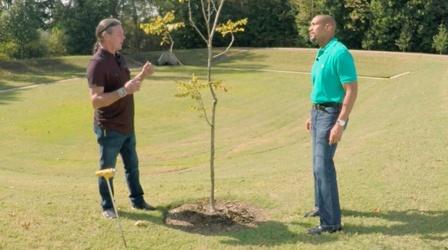 Video thumbnail: The Family Plot Attracting Birds & Tree Check-up