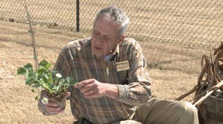 Video thumbnail: The Family Plot Planting Strawberries & Low-Maintenance Landscaping