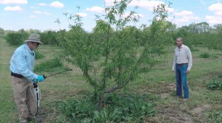 Video thumbnail: The Family Plot Spraying Fruit Trees & Hanging a Birdfeeder