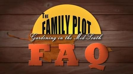 Video thumbnail: The Family Plot Frequently Asked Questions About the Fall and Winter Garden