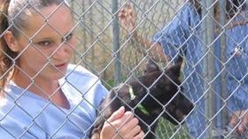 Video thumbnail: WKNO Documentaries The Least Among Us: The Prison Paws Project