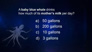 Matter of Fact: Baby Whales