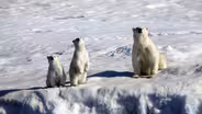 Who's Afraid of a Mass Extinction?