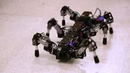 Building Animal-Like Robots 